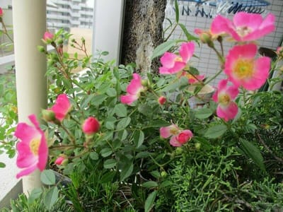 ミニ薔薇の開花（富士見小町）20220521