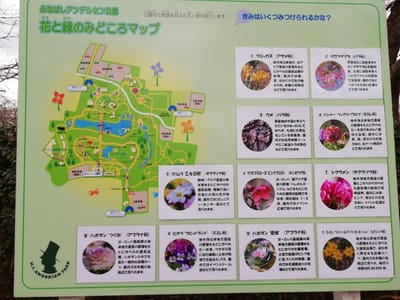 花と緑の見どころマップ　　　水仙とすみれの仲間が彩るアンデルセン公園    2021年３月４日