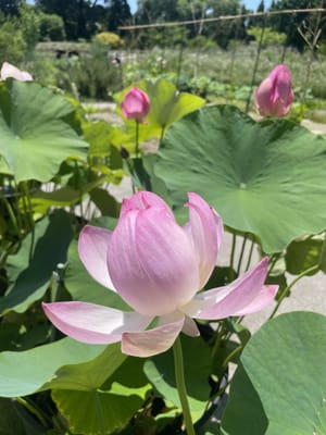 京都府立植物園の蓮の花