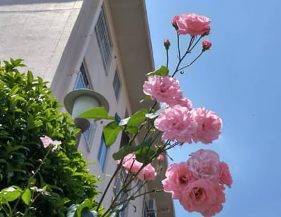 5月のバラ　　ご近所で開花中