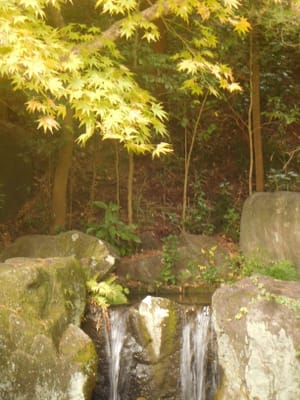 武蔵丘陵森林公園　モミジとちいさな滝