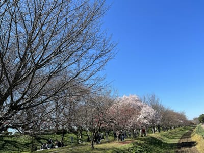 権現堂の桜🌸