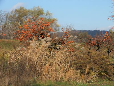 柿の木　と　枯れ尾花