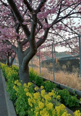 河津桜と菜の花 　５ー２　    ２つの半島花巡り日帰りツアー    2023年２月26日
