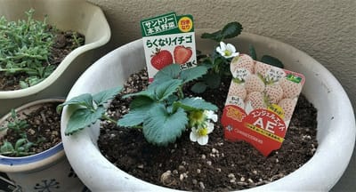 苺を植えました！