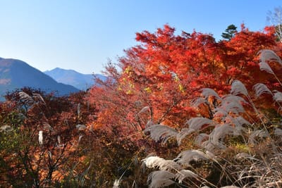 三峯神社の紅葉