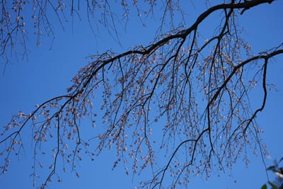 枝枝垂れ桜（エダシダレザクラ）