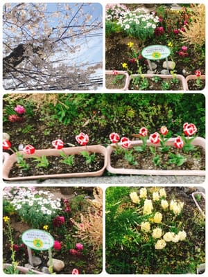 今日のご近所の🌸、チューリップ　菜の花