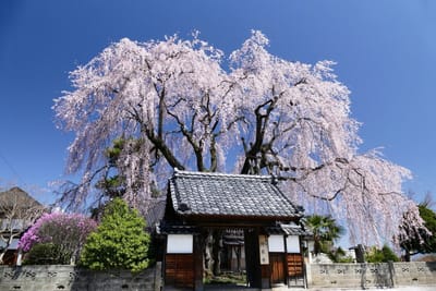 飯田市 増泉寺の桜 300年