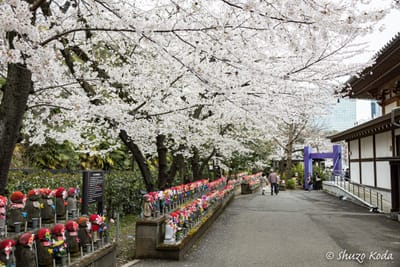「桜と増上寺と東京タワー」 その２