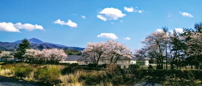 東北桜めぐり♫　 IN遠野
