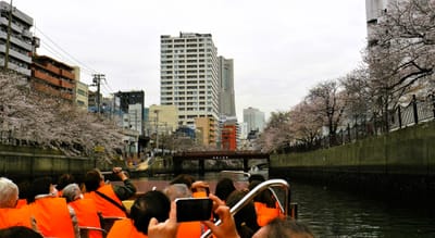 【横浜市】桜本番！週末の大岡川にぎわう、来週末まで見頃
