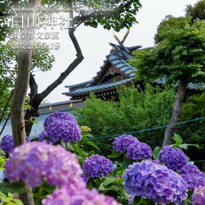白山神社　紫陽花
