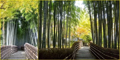 竹林の路～化野念仏寺