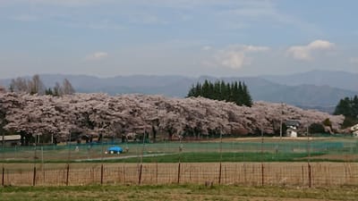 北杜 実原の桜並木