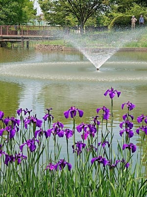 白鷺公園の菖蒲と水蓮