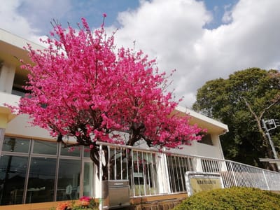 桜よりもきれい　　　柏市南部公園の花々     2021年４月３日