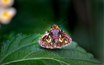 ハデセセリ蝶
