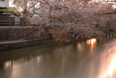 新川の夜桜