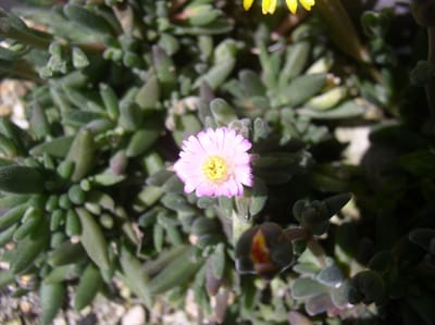 目覚めの春　多肉植物　砂漠の宝石　ピンク　白の開花に