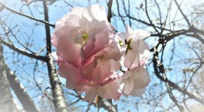 ⑦八重桜（ピンク）