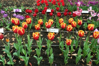 🌷 見頃を迎えています！ 10万本のチューリップが咲き誇る横浜公園　　「ガーデンネックレス横浜 2023」