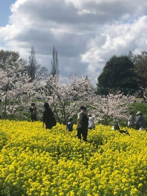 アンデルセン公園、桜と菜の花