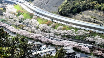 山中渓駅周辺の桜風景を俯瞰撮影しました。
