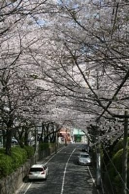 もうすぐ桜の季節がやって来る