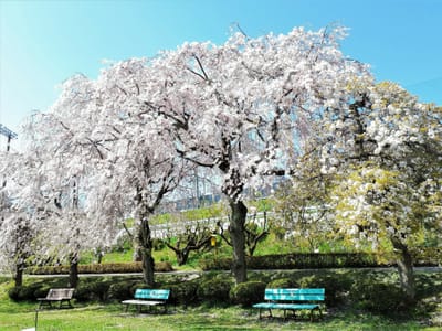 「4月8日　ご近所の枝垂れ桜！」