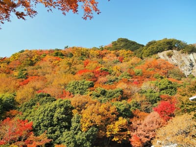 小豆島・寒霞渓の紅葉