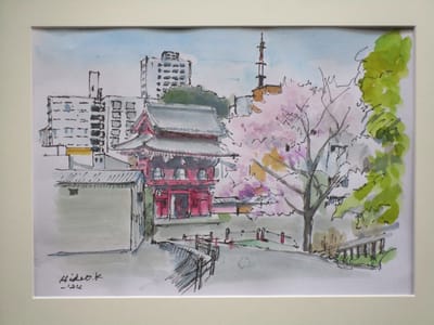 成高寺の桜