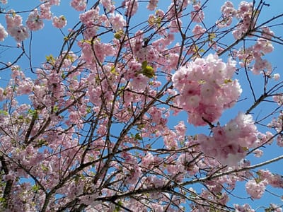 鎮国寺の八重桜🌸２