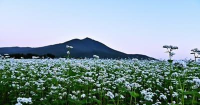 筑波山と蕎麦畑