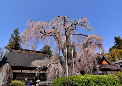 慈雲寺の垂れ桜