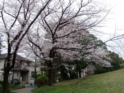 川和富士公園の桜