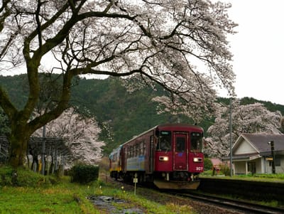 長良川鉄道「桜の駅」（３）
