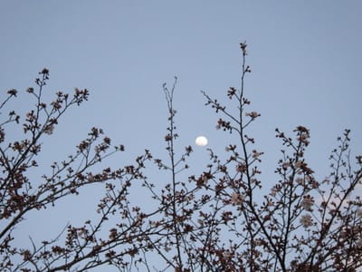大きな桜の木と上弦の月