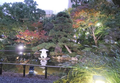 横浜公園「彼我庭園」のモミジ ライトアップ