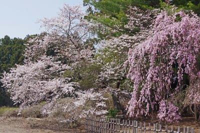 ソメイヨシノに枝垂れ桜