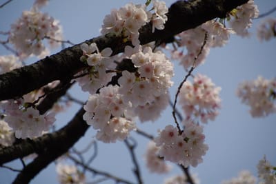 月光院の桜　⑤