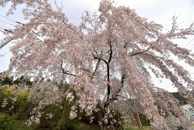 2023.3.30 大桜の湯