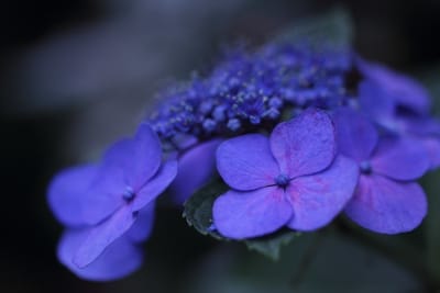 30. 遅咲きの紫陽花