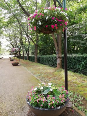 入り口近く、両側に置かれた吊り鉢植え　　 6月のアンデルセン公園     2021年6月8日