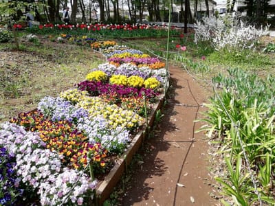 すみれ花壇　　　柏市南部公園の花々     2021年４月３日