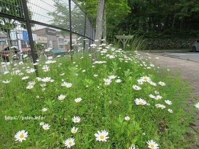 「華厳の滝」への広場に咲く白い花。