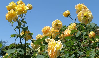 【横浜市】🌹 バラが咲き誇る "港の見える丘公園" 散歩 🌹 　<完>