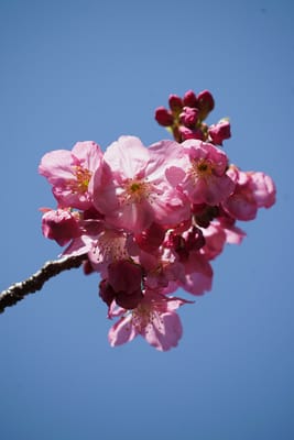 横浜緋桜（よこはまひざくら）