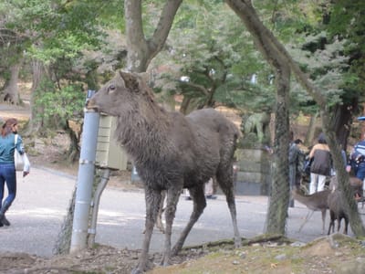 奈良公園(鹿)