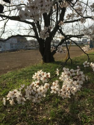 ソメイヨシノの前にすでに満開の白い花の桜